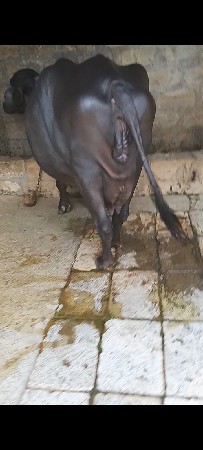 ભેંસ વેચવાની છે
