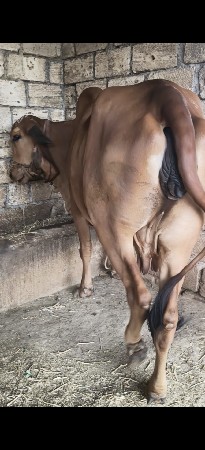 ગાય વૅસવાની છૅ