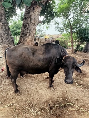 ભીહ વેચવાની છે