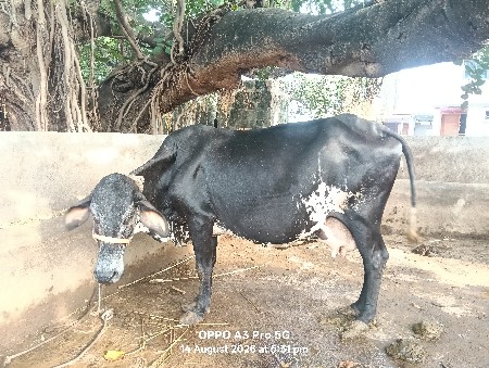 ગાય વેચવાની છે