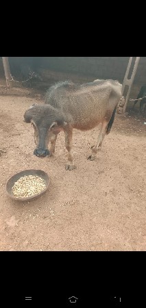 પાડોવેશવાનોછે