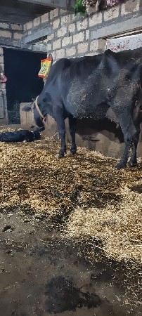 ગાયવેસવાનીસેકાલવાણી