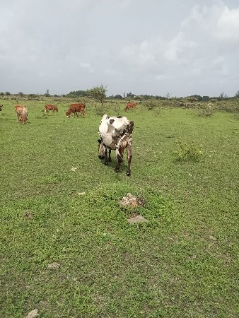 આ ગાય વેચવાની છે એ સબ છે