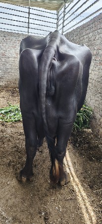 ભેંસ વેચવાની છે