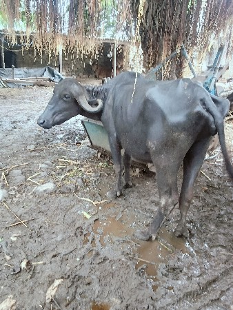 વેચવાની છે