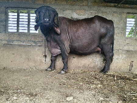 વેચવાની છે
