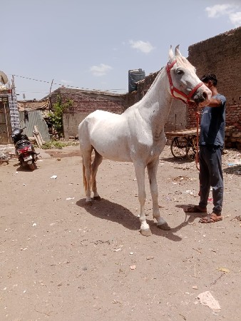 આ રોજી ઘોડી વેચવા ની છે