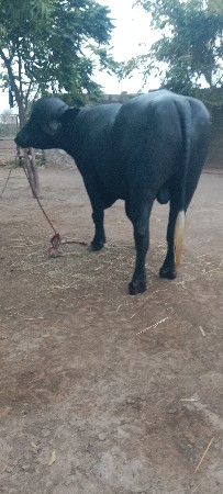 પાડો વેસવનો છે