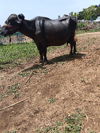 ભેંસ વેચવાની