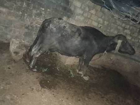 માપો ભાઈ
