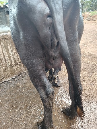 જવાબ દારી