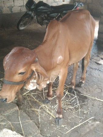 ગીરવાસડીદેવાનીસેફીમા