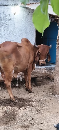 ગાય વેચવાની છે