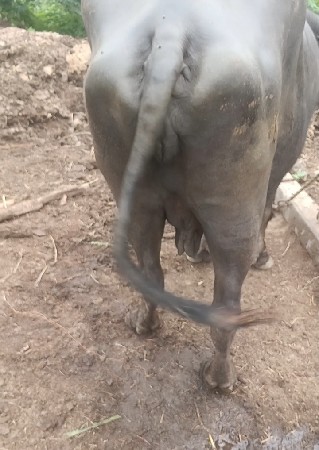 ટોટલ જવાબદારીથી દેવાની છે