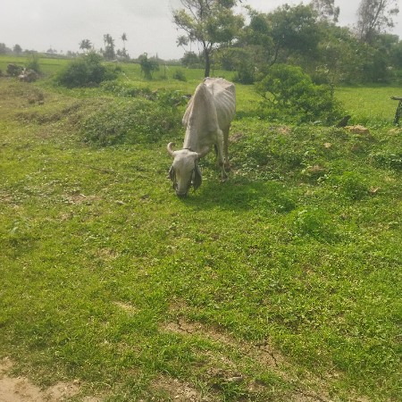 આ બળદ વેચવાનો છે