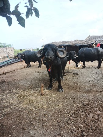 ભેસ વેવાનિ છે