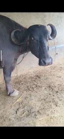 પહેલું વેતર ફુલ હેવી ભેંસ છે