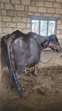 ભેંસ વેચવાની છે