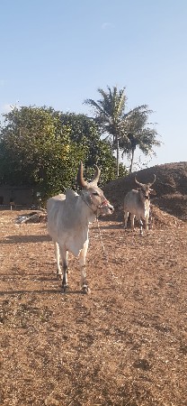 બળદ વૅચવાના છૅ