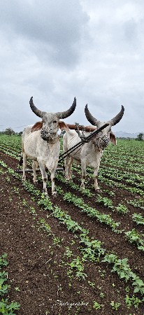 ગોઢલા વેચવા છે