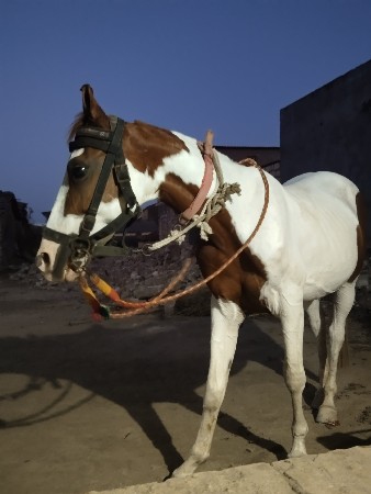 ઘોડી વેસવાની છે