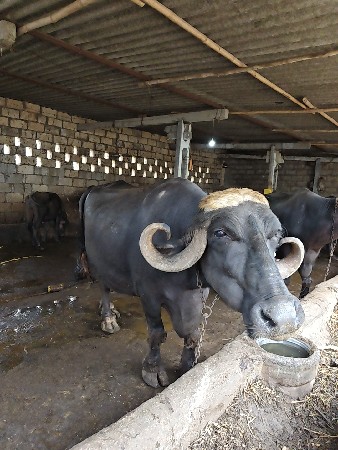 5 ભેંસ વેસવાની છે