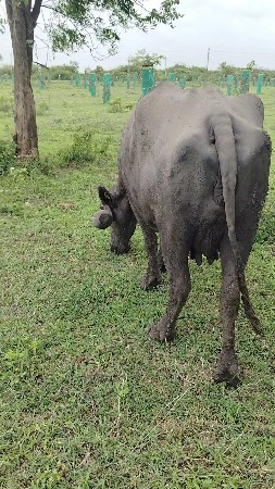 ભેંસ વેચવાની છે