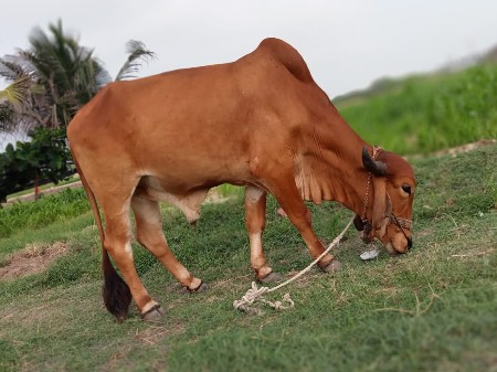 ગોઢલા