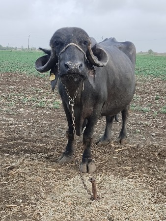 ભેંશ