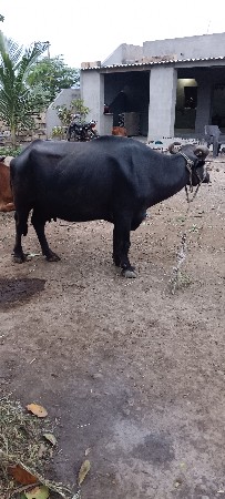 4વેતર 
આંખ દીવશ 5લીટર દૂધ