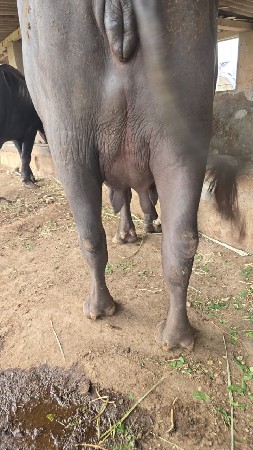 ભેંસ વેચવાની છે