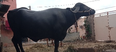 વીશ.દિવસમા વીયાયજાસે