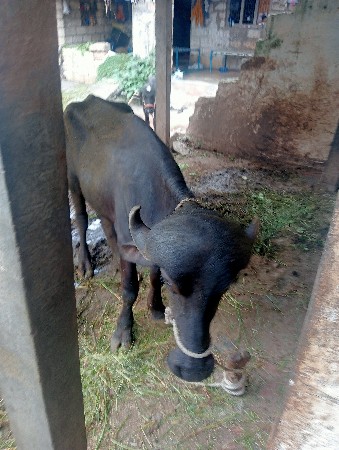 ખડેલી
