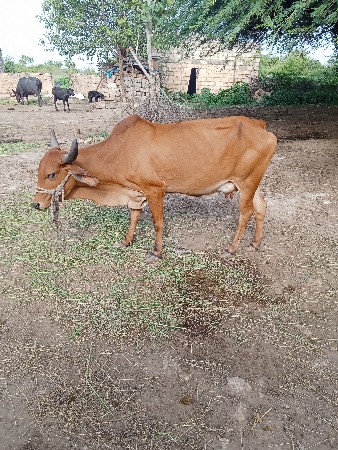 ત્રણ લિટર દૂધ કરે છે