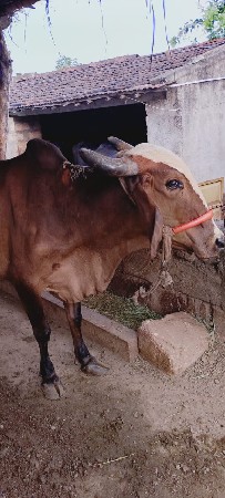 ગાય વેચવાની છે