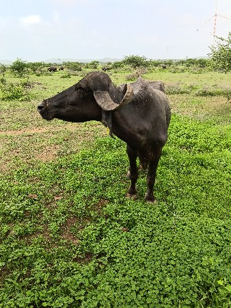ભેજ વેચવા ની હે બીજુ વેતર વીરાણી