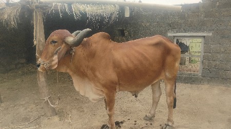 3ધર બળદ‌ વેચવા ના છે