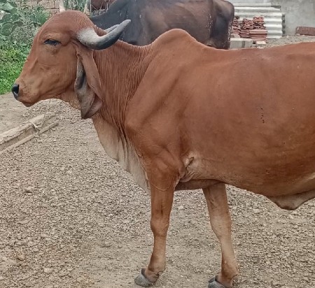 ગાયો વેચવાની છે