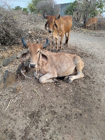 ગોધરા બળદ છે ને સોજા છે ચાલવામાં વ્