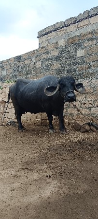 ભેંસ વેચવાની છે