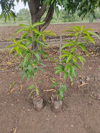 દેશી ગોઠલા ની કેસર કલર