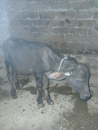 પાડો વેચવા નો છે