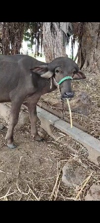 જાફરાબાદી પાડો