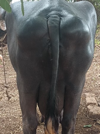 ભૈશ વેશવાનીછે