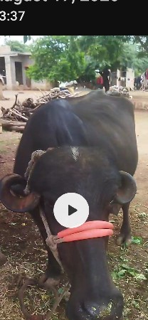 પેલા વેતર ની ખડેલી હાડ ગઝુ પૂરુ