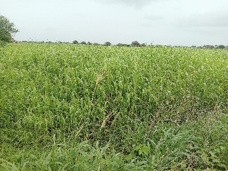 7567206577 આનબરમાફોનકરવો