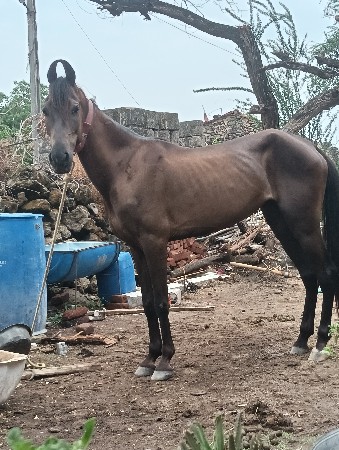 વશેરી ધોડી વેસવાની છે