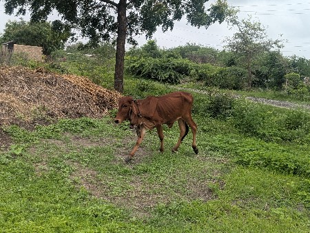 વાસડી આપવાની છે