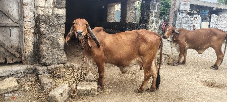 gay vechvani chhe