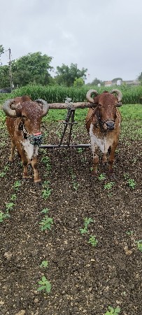 બળદ